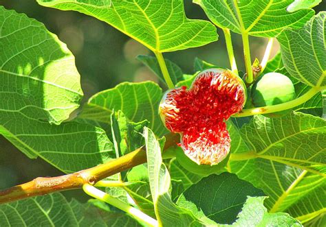 開花無花果花|イチジクに花は咲くの？いつどこにどんな花が咲くのか徹底解。